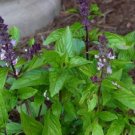 Basil Cinnamon 200 Seeds