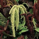 Amaranthus Green Tail 100 Seeds