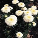 Aster Pompon White 50 Seeds