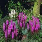 Blazing Star Gayfeather 100 Seeds