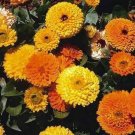 Calendula Pot Marigold Mix colors 100 Seeds