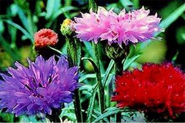 Bachelor Button Cornflower Tall Mix colors 200 Seeds