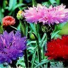 Bachelor Button Cornflower Tall Mix colors 200 Seeds