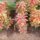 Amaranthus Tricolor Perfecta 100 Seeds
