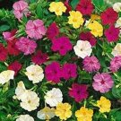 Four O'Clock Mix colors 50 Seeds