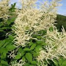Goat's Beard Aruncus cream 100 seeds