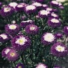 Aster Pompon  Blue 50 Seeds