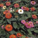 Zinnia Thumbelina Dwarf Mix Mix 100 Seeds