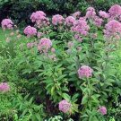 Joe Pye Weed Eupatorium 200 Seeds