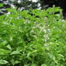 Basil Lime 200 Seeds