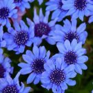 Blue DaisyFelicia Heterophylla Blue 25 seeds