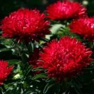 Aster Milady Scarlet 50 Seeds