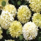 GaillardiaPulchella Sundance Cream/white 25 seeds