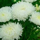 Aster Peony Duchess White 50 Seeds