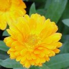 Calendula Pot Marigold Yellow 50 Seeds