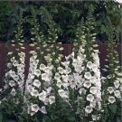 Foxglove White 250 Seeds