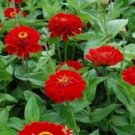 Zinnia Will Rogers 100 Seeds