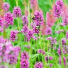 Betony Stachys Officinalis 25 Seeds