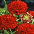 GaillardiaPulchella Sundance Red 25 seeds