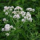 Boneset Eupatorium Perfoliatum 100 seeds