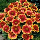 Blanket Flower Gaillerdia 100 Seeds