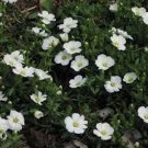 Arenaria Montana 50 Seeds