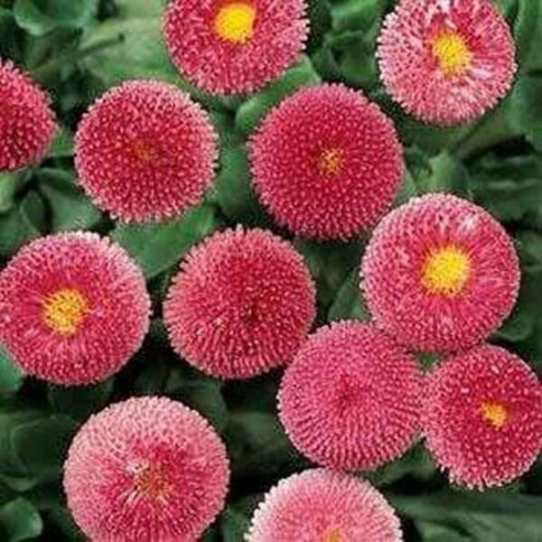 Bellis Rose 100 Seeds