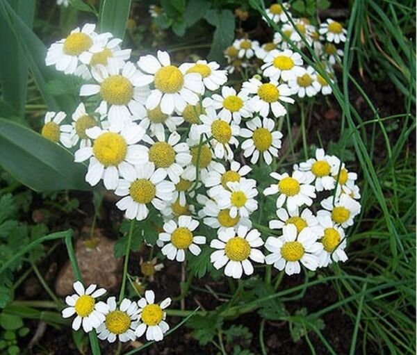 German Chamomile 100 Seeds