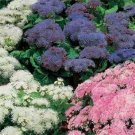 Ageratum Mixed Colors 200 Seeds