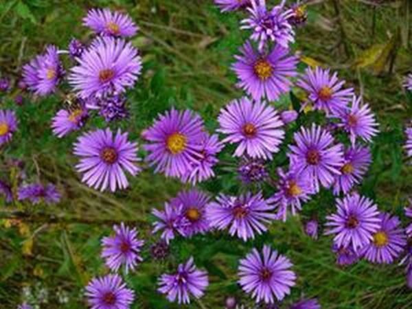 Aster New England 100 Seeds