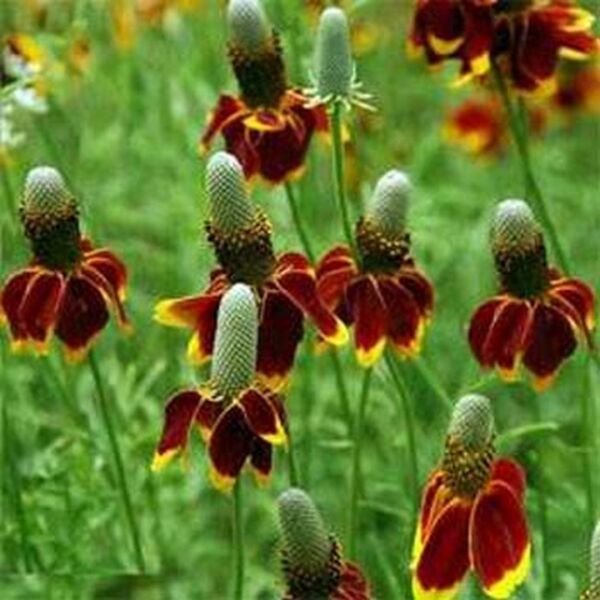 Mexican Hat Ratibida 100 Seeds