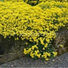 Alyssum Yellow/Gold 100 Seed