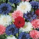 Bachelor Button Cornflower Mix 200 Seeds