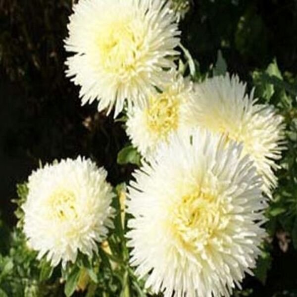 Aster Gremlin Double Yellow 50 Seeds