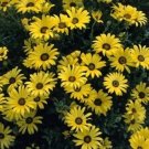 African Daisy Yellow 50 Seeds