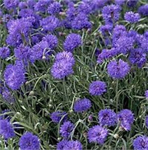 Bachelor Button Cornflower dwarf blue 200 Seeds