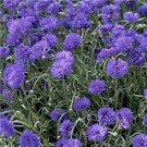 Bachelor Button Cornflower dwarf blue 200 Seeds