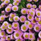 Aster Alpinus Single Pink 50 Seeds