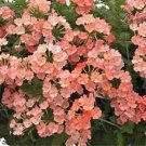 Verbena Apricot 50 Seeds