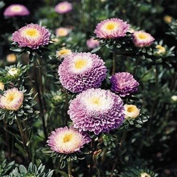 Aster Pompon Light Blue 50 Seeds