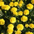 Marigold Tagetes Erecta Yellow 50 Seeds