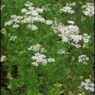 Anise Pimpinella Anisum 200 Seeds