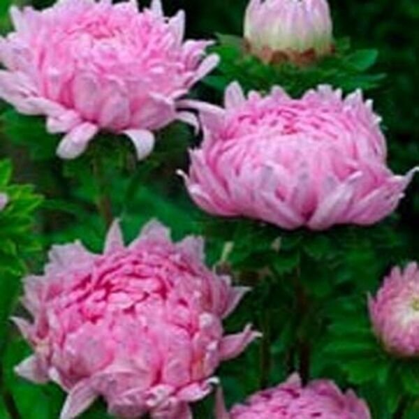 Aster Peony Duchess Coral 50 Seeds