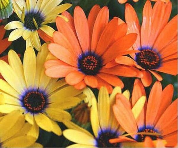 African Daisy Mixed 100 Seeds