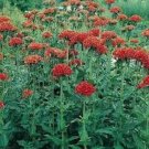 Lychnis Chalcedonica 100 Seeds