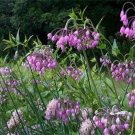 Allium CernuumNodding Pink Onion 50 Seeds