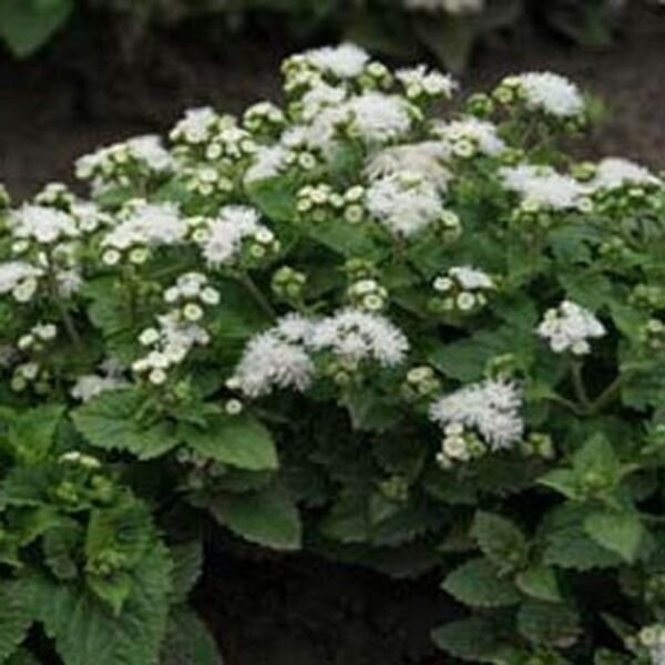 Ageratum White 200 Seeds