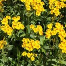 Mexican Mint Tagetes Lucida 50 Seeds