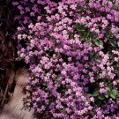 Soapwort Saponaria Pink 100 Seeds