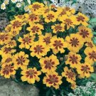Marigold Dainty Marietta Tagetes Patula 25 Seeds
